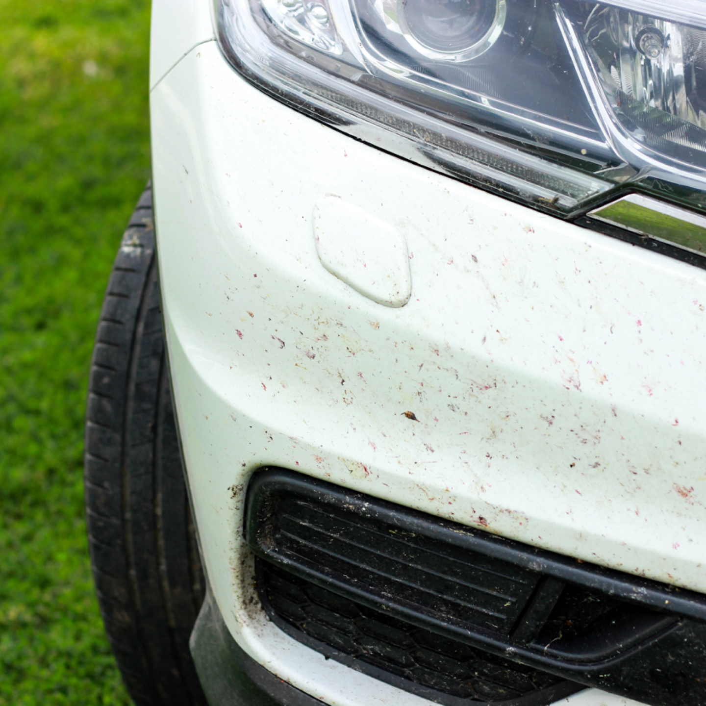 insects on the bumper of the car 2022 11 09 18 03 44 utc groot